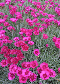 Dianthus gratianopolitanus 'Crimson Treasure'     